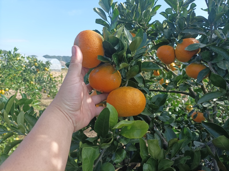 大炮蜜桔80货