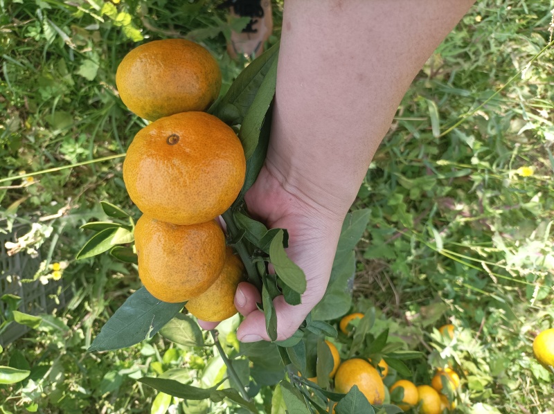 大炮蜜桔80货