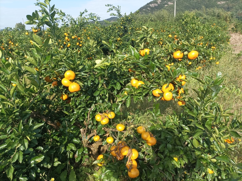 大炮蜜桔80货
