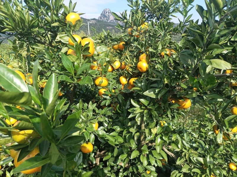 大炮蜜桔80货
