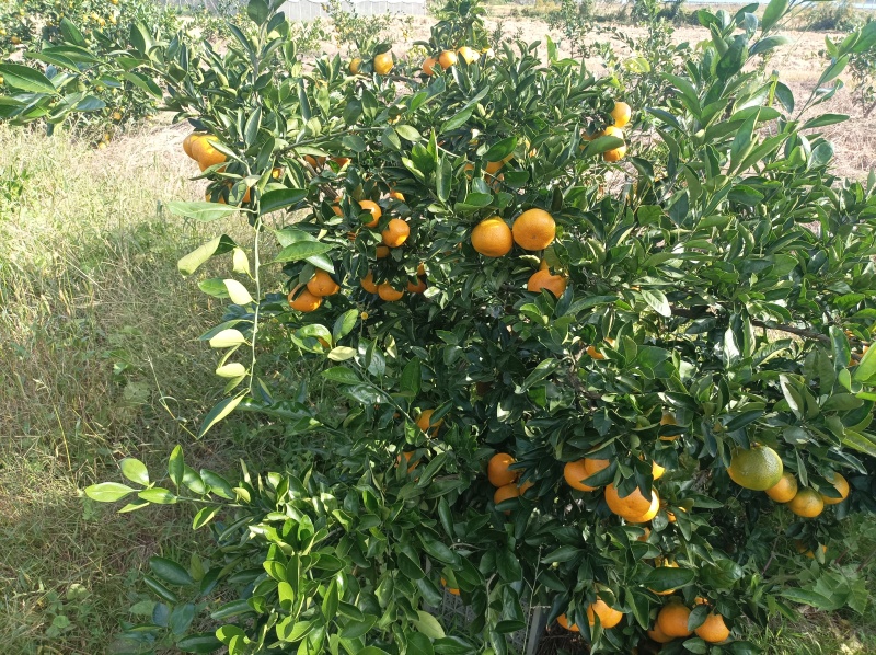 大炮蜜桔80货