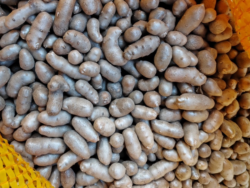 紫药豆育苗豆熬粥豆干净无土