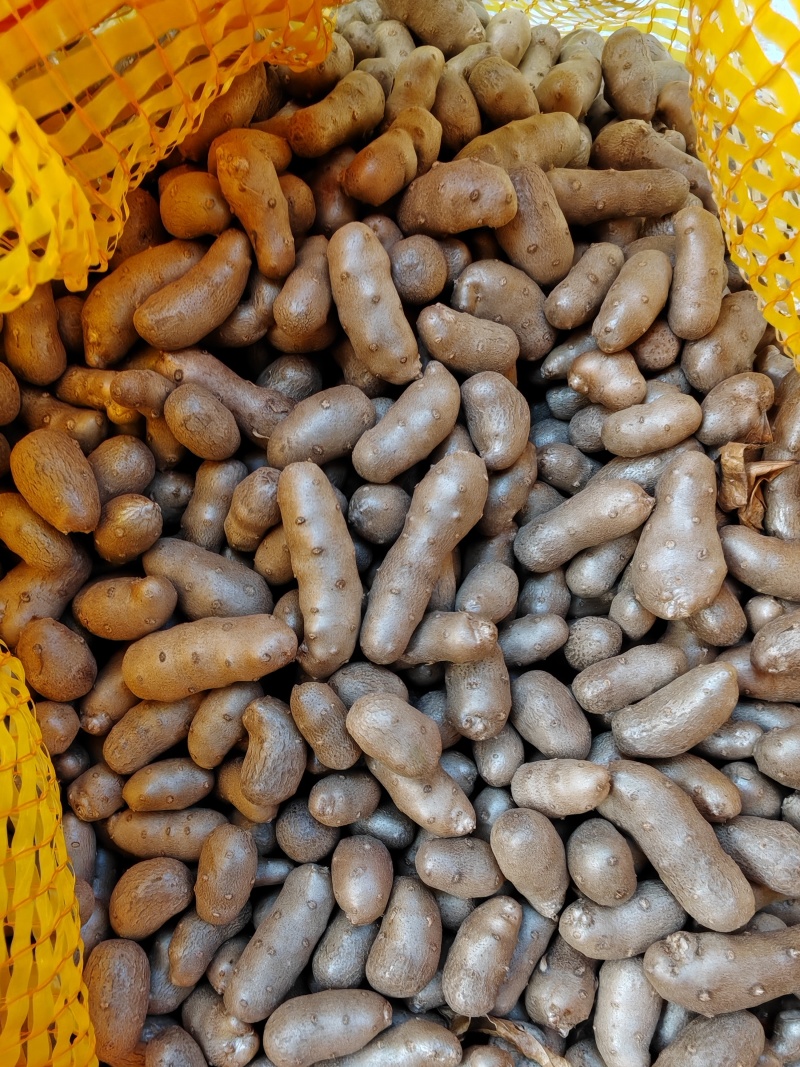 紫药豆育苗豆熬粥豆干净无土