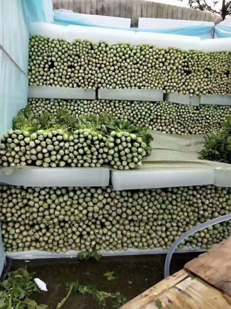 【荐】精品芹菜产地直发可视频看货需要的老板与我联系
