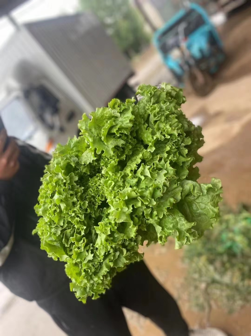 精品大叶生菜河北生菜货源充足质量优对接商超市场等