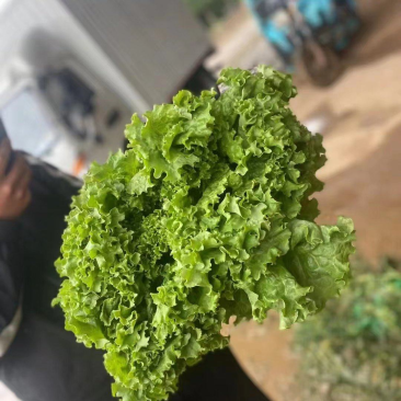 精品大叶生菜河北生菜货源充足质量优对接商超市场等