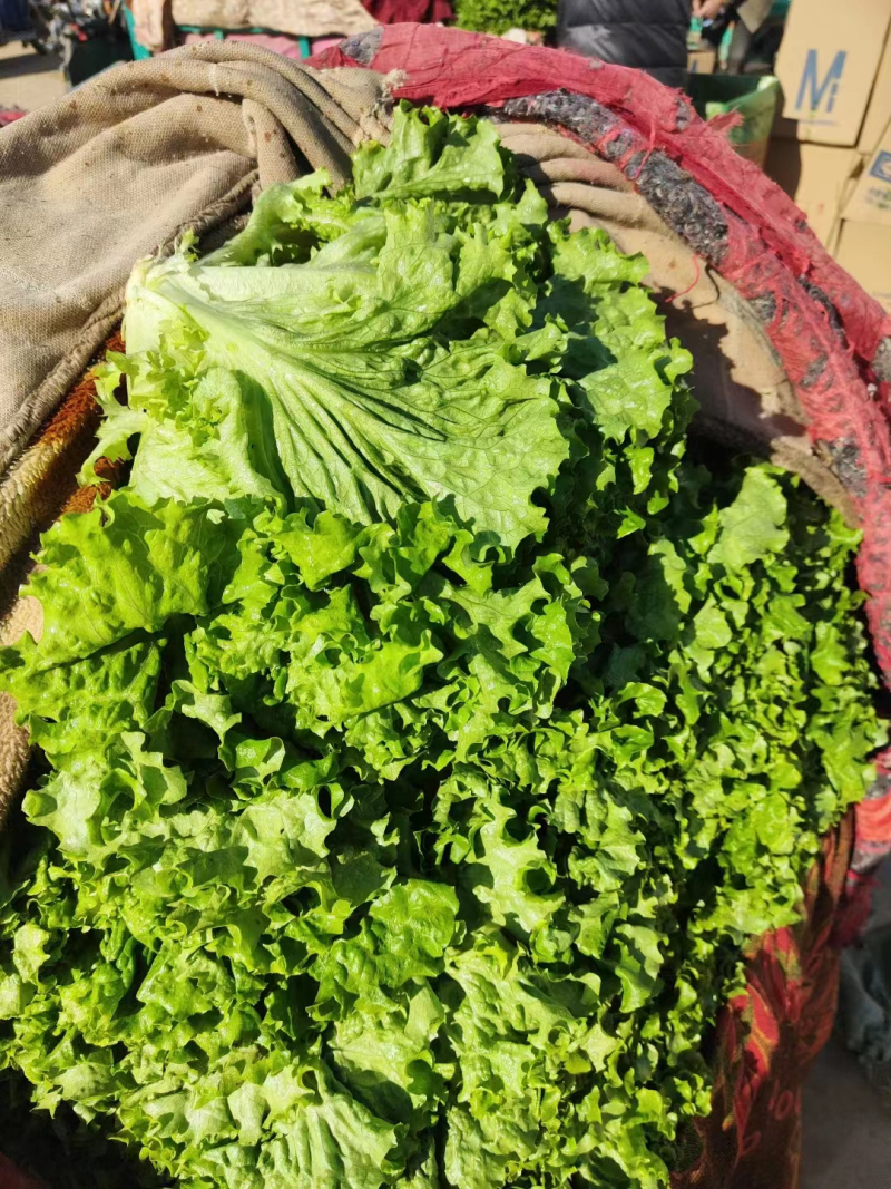 精品大叶生菜河北生菜货源充足质量优对接商超市场等
