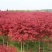 【红枫】美国红枫产地批发质优价廉保质保量价格面议