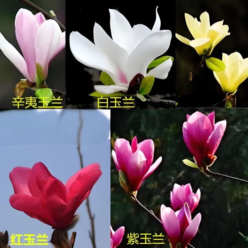 【玉兰苗】河南南阳玉兰苗规格齐全量大从优成活率高