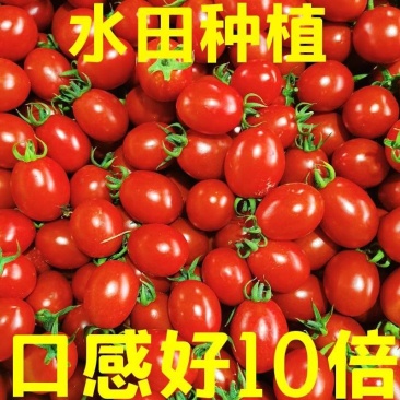 【包邮】广西圣女果现摘新鲜小番茄生吃小西红柿应季水果