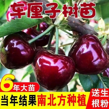 果园直发智利车厘子大樱桃树苗科迪亚瑞吉娜桑提娜包品种成活