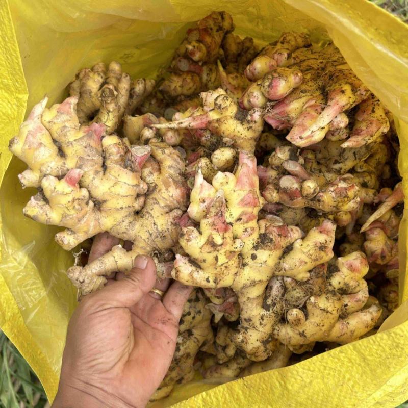云南生姜小黄姜新鲜小黄姜高原种植产地直供一手货源量大价优