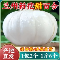 新货兰州鲜百合兰州百合农家兰州百合食用甜百合新鲜百合甘肃