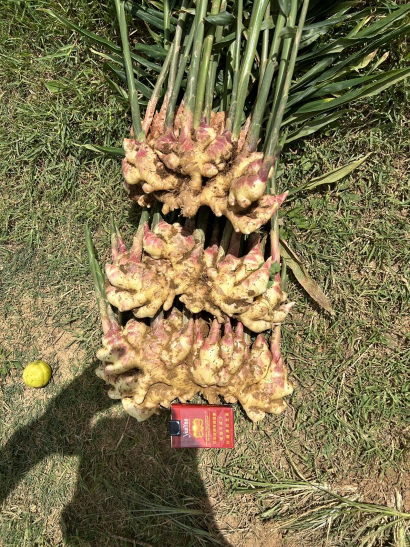 云南生姜小黄姜新鲜小黄姜高原种植产地直供一手货源量大价优