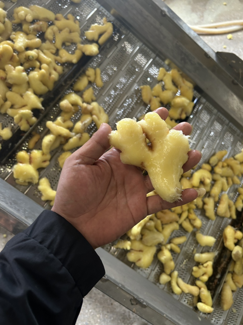 云南生姜小黄姜新鲜小黄姜高原种植产地直供一手货源量大价优