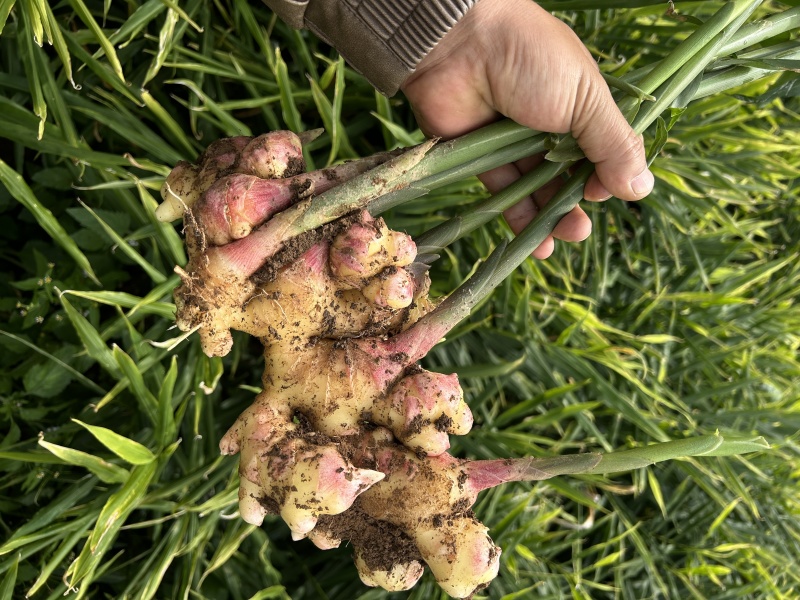 云南生姜小黄姜新鲜小黄姜高原种植产地直供一手货源量大价优