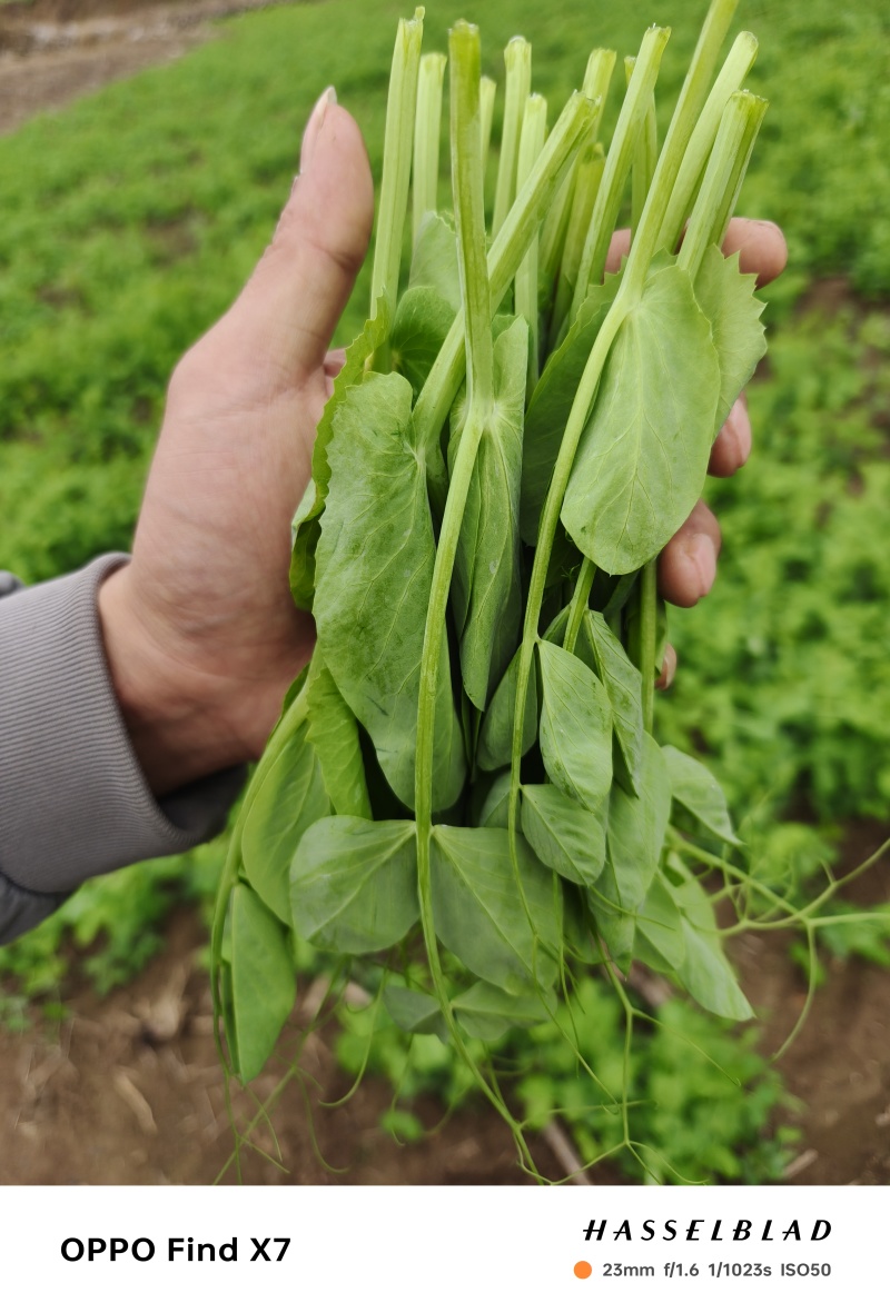 豌豆尖批发