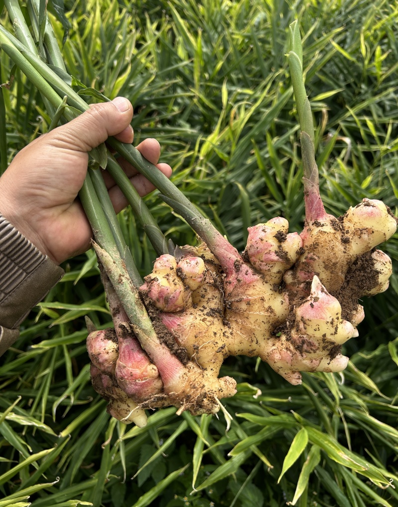 云南生姜小黄姜新鲜小黄姜高原种植产地直供一手货源量大价优