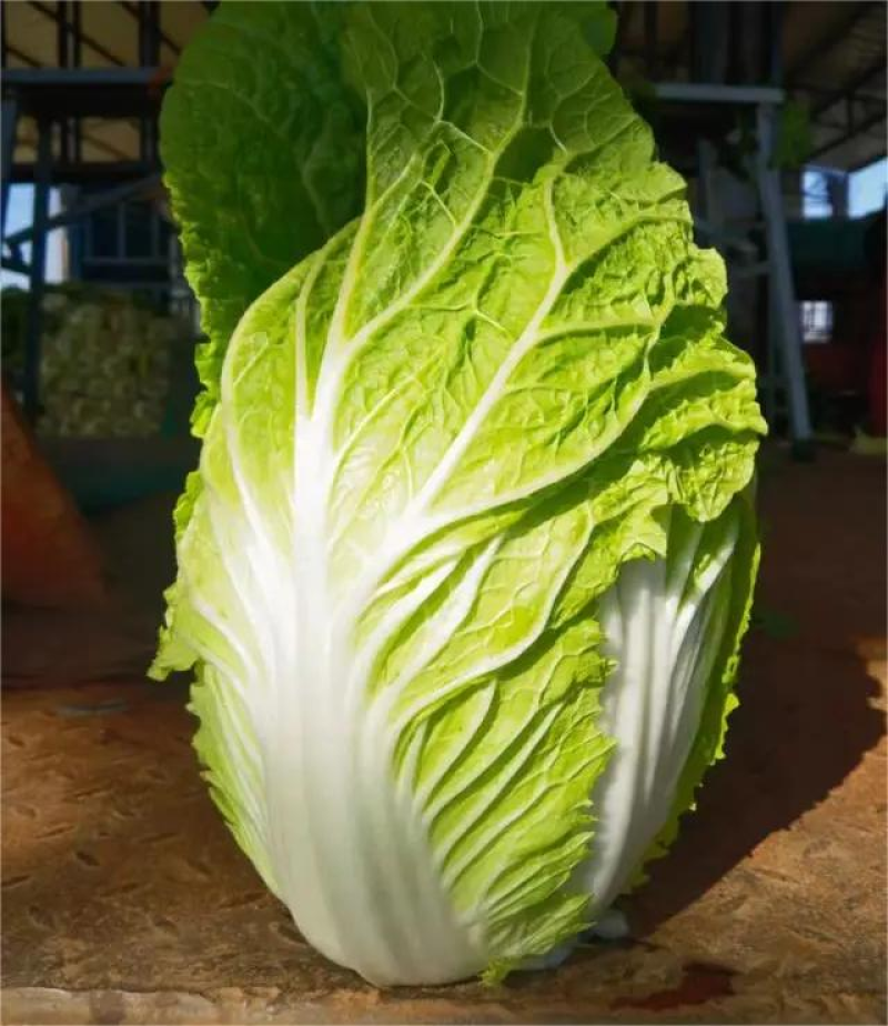 黄心白菜河北邯郸白菜产地一手货源质量保障对接全国