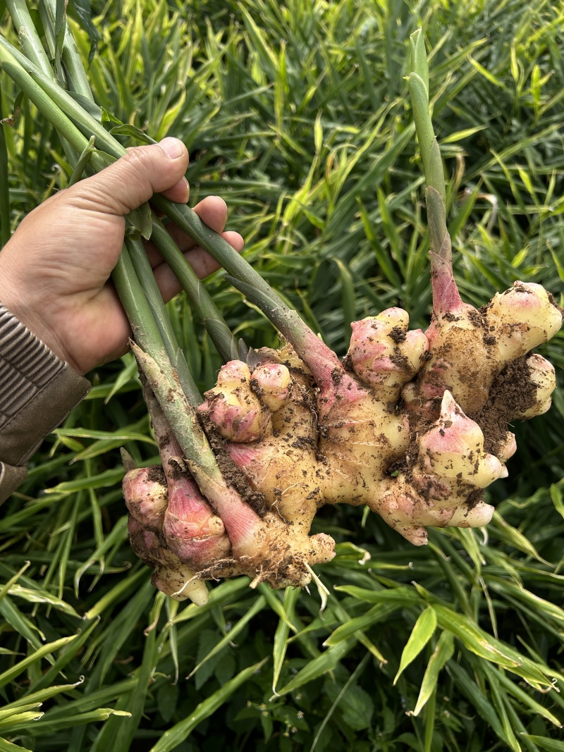 云南生姜小黄姜新鲜小黄姜高原种植产地直供一手货源量大价优