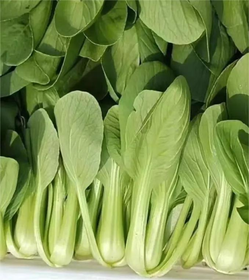上海青精品油菜产地直发新鲜直发量大优惠对接全国