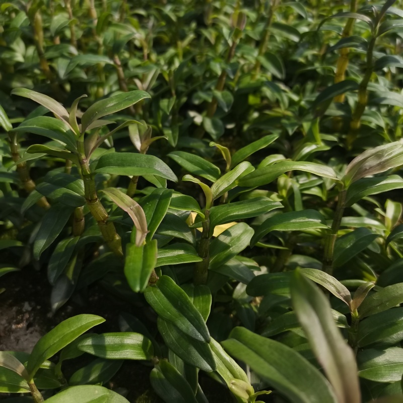 铁皮石斛训化苗，云南品种，苗株健壮粗壮、成活率高发芽率高