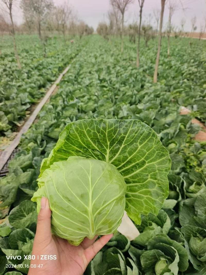 万亩精品甘蓝大量上市，对接全国客商，支持视频看货