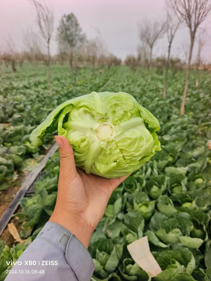 万亩精品甘蓝大量上市，对接全国客商，支持视频看货