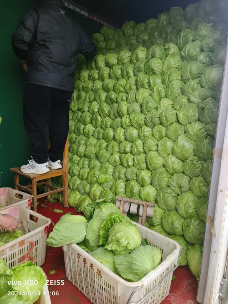 万亩精品甘蓝大量上市，对接全国客商，支持视频看货