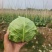 万亩精品甘蓝大量上市,对接全国客商,支持视频看货