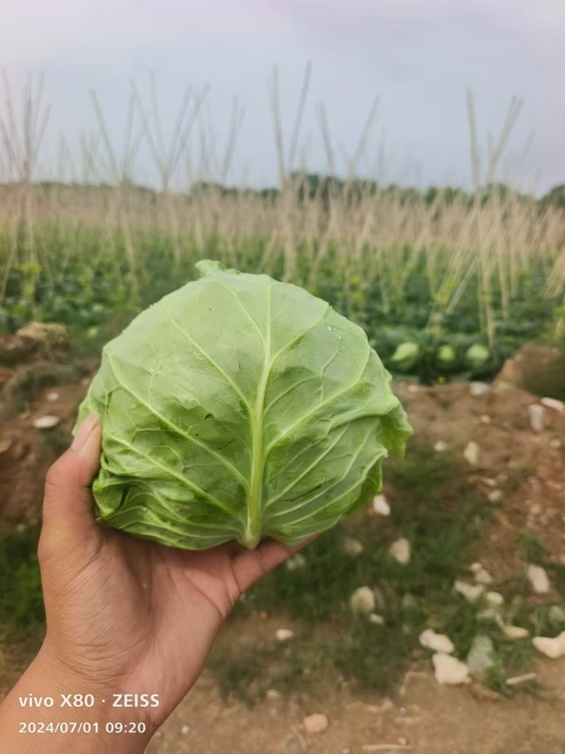 万亩精品甘蓝大量上市，对接全国客商，支持视频看货