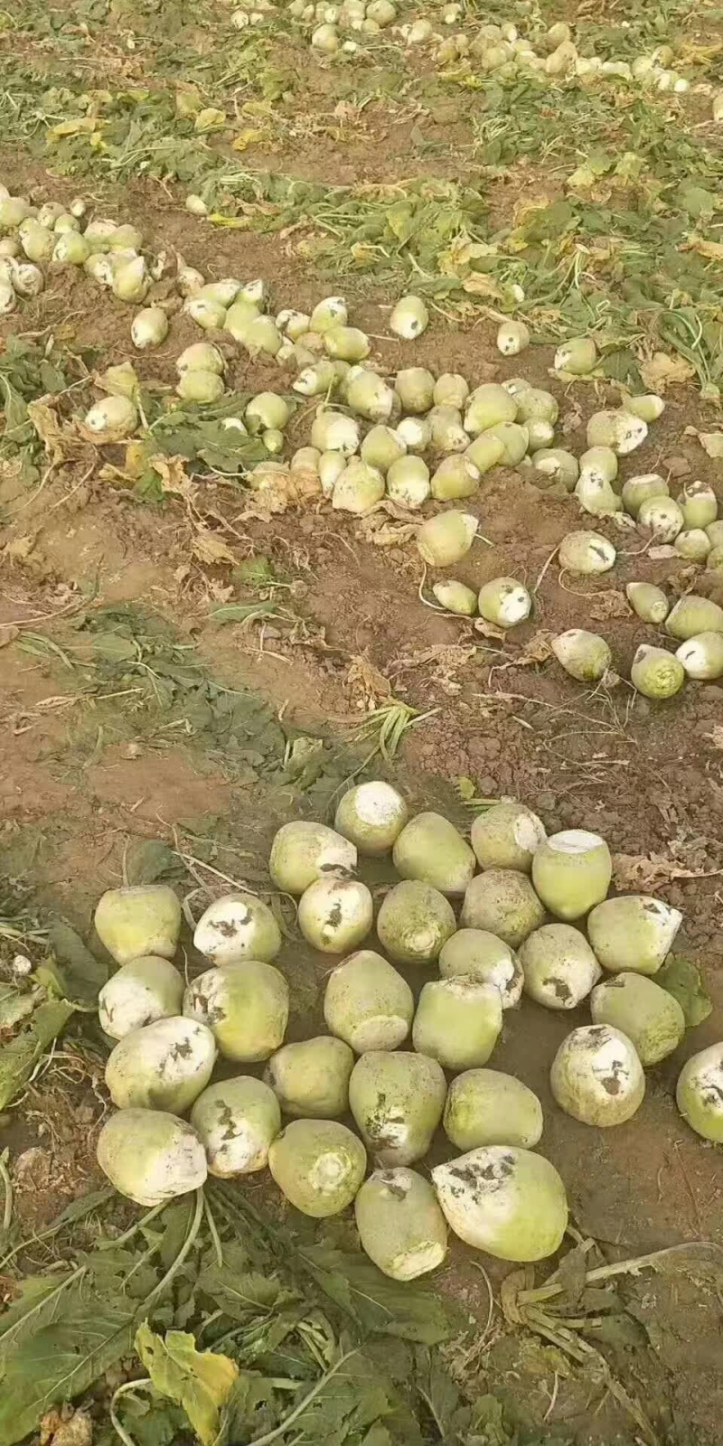芥菜头，产地直发，一手货源，量大价格优惠，发往全国各地