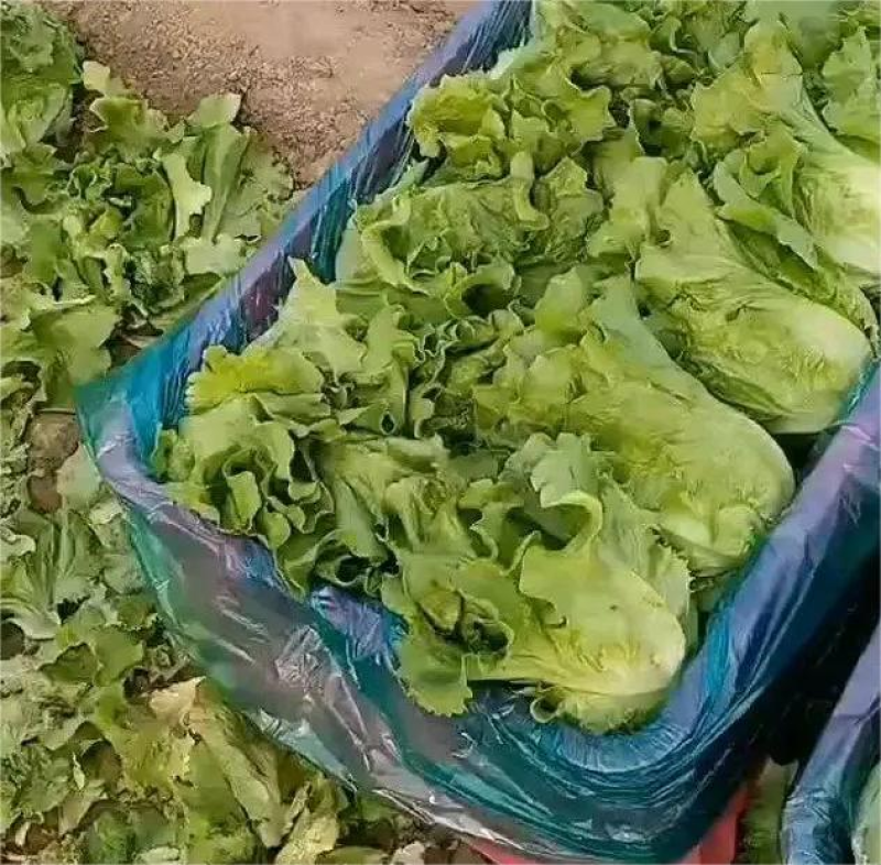 精品意大利生菜货源充足可供大型超市市场等量大优惠