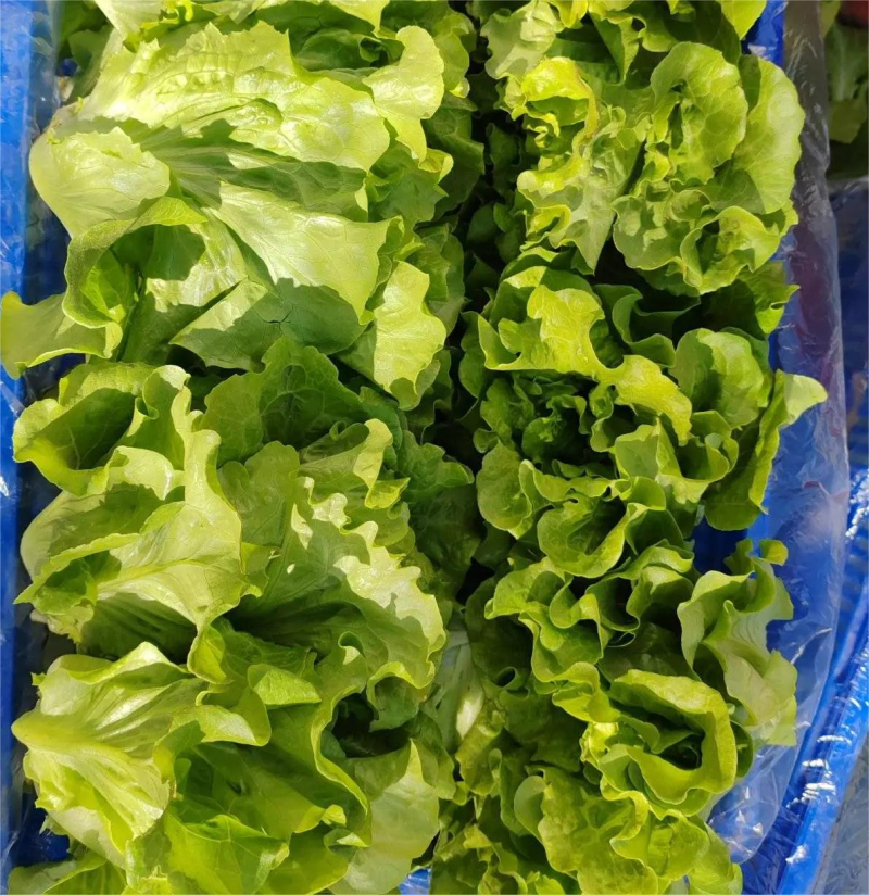 精品意大利生菜货源充足可供大型超市市场等量大优惠