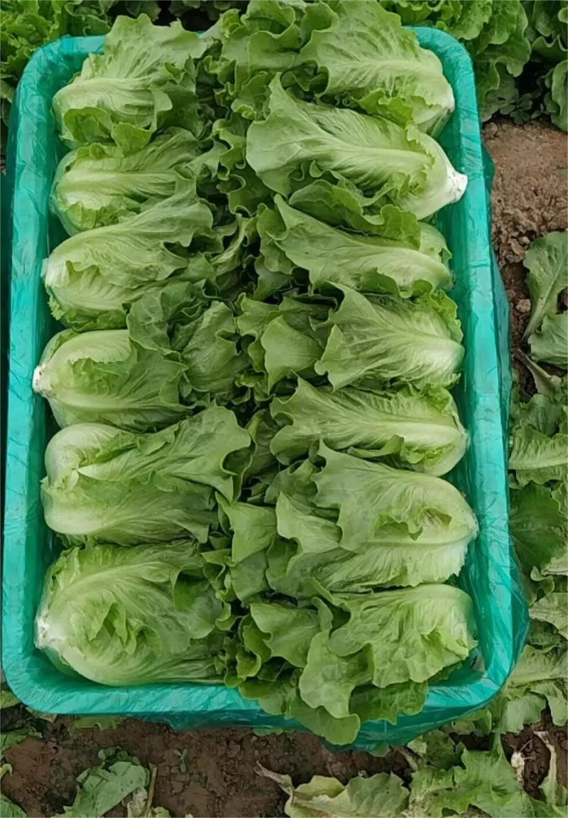 精品意大利生菜货源充足可供大型超市市场等量大优惠