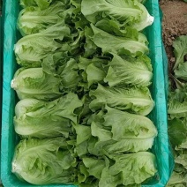 精品意大利生菜货源充足可供大型超市市场等量大优惠