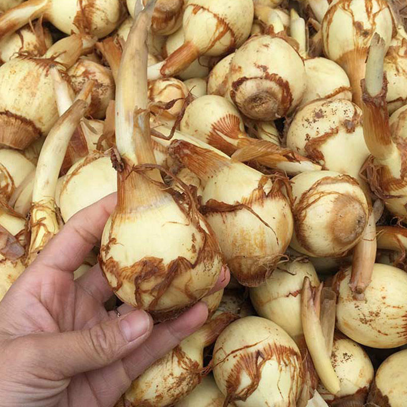 盐城纯白《大茨菇》慈菇代办欢迎全国客商来产地批发订购！