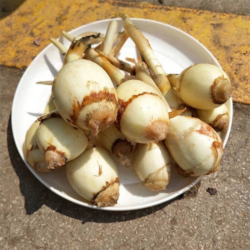 盐城纯白《大茨菇》慈菇代办欢迎全国客商来产地批发订购！