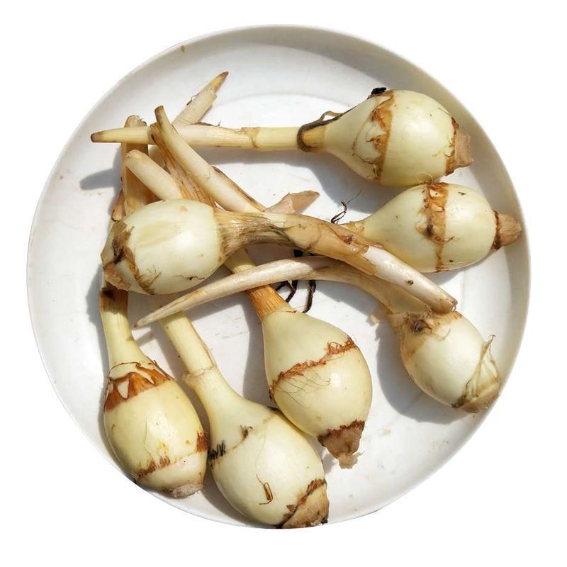 盐城纯白《大茨菇》慈菇代办欢迎全国客商来产地批发订购！