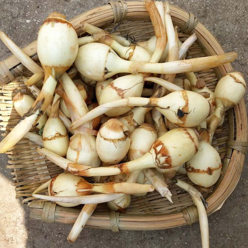 盐城纯白《大茨菇》慈菇代办欢迎全国客商来产地批发订购！