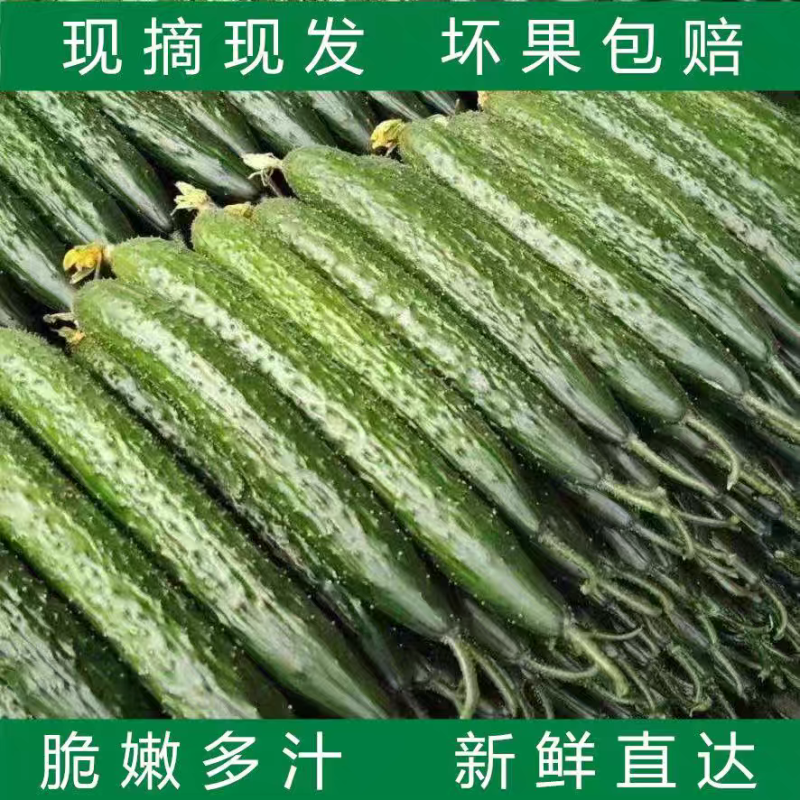 【精品黄瓜】密刺黄瓜/水果黄瓜/产地货源/价格便宜