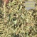 新干花生秧，绿色，无霉变。