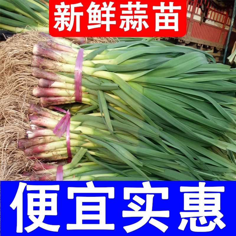 红根蒜苗叶青根红质量好电商供货市场水洗