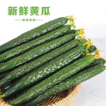 【广东黄瓜】密刺黄瓜/徐闻黄花/产地货源/价格便宜