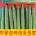（精品黄瓜）密刺黄瓜/水果黄瓜/产地货源/价格便宜