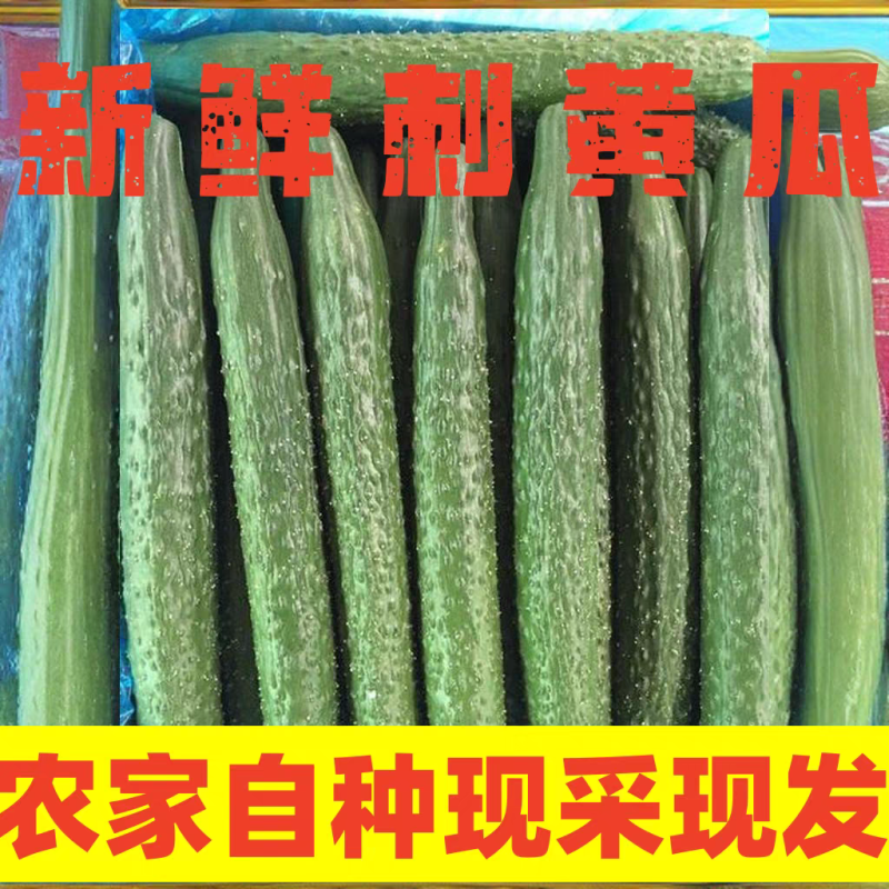 （精品黄瓜）密刺黄瓜/水果黄瓜/产地货源/价格便宜