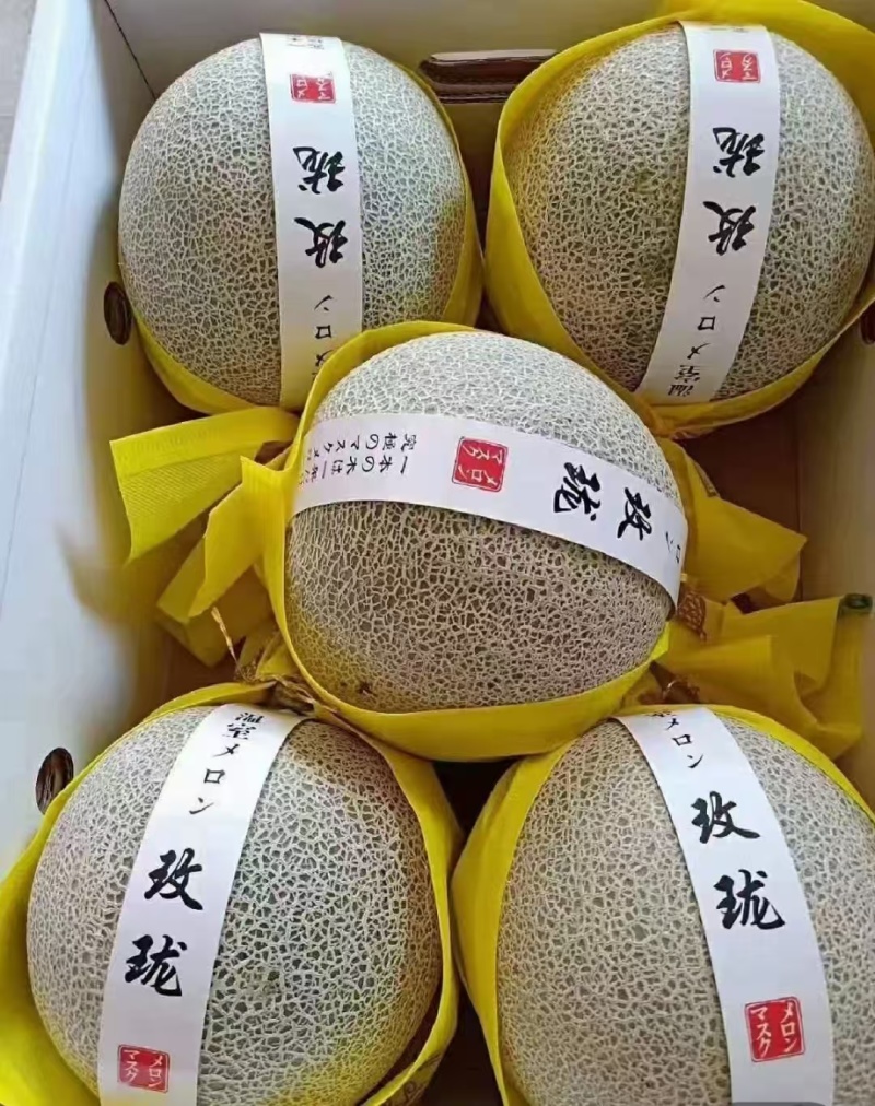 海南网纹瓜网纹哈密瓜货源充足价格可谈对接电商市场