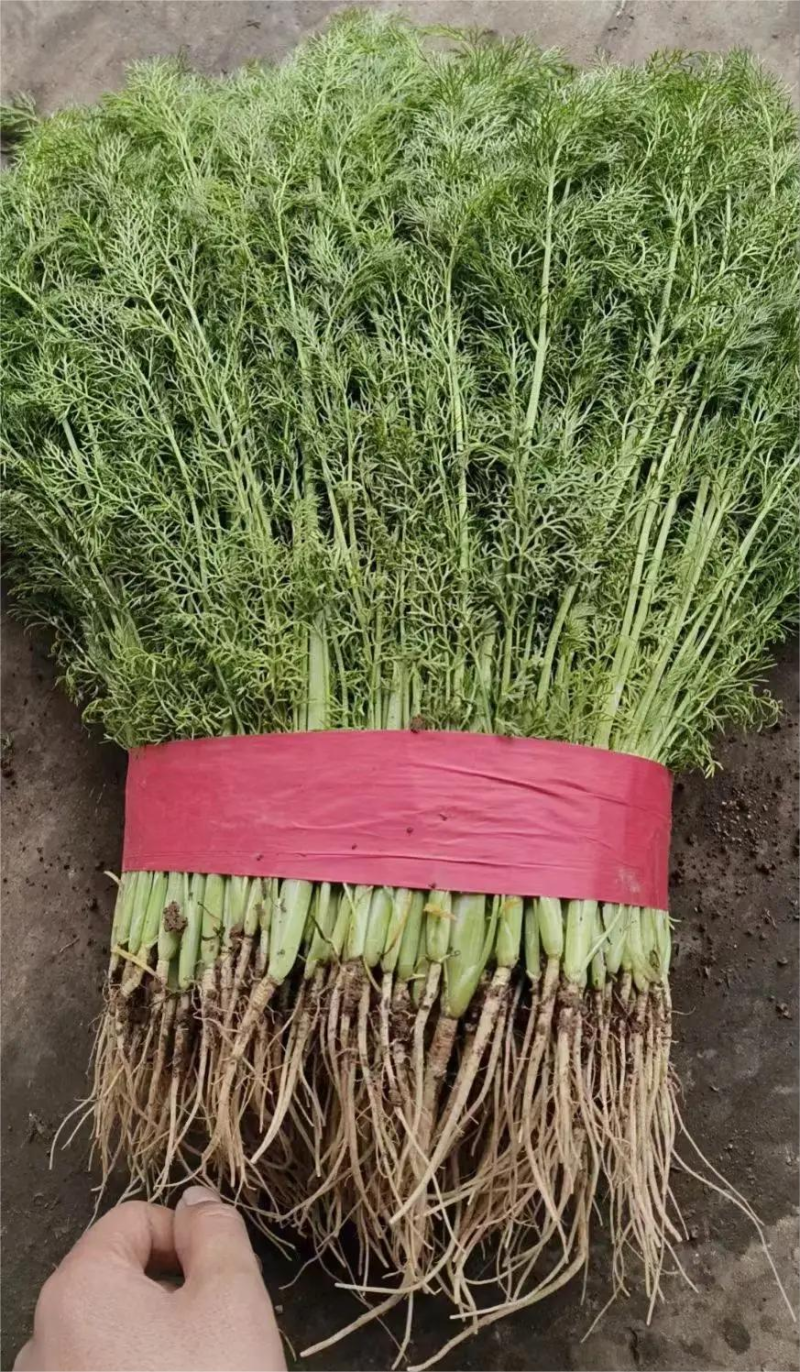 精品茴香优质茴香产地直发按需包装对接商超市场等