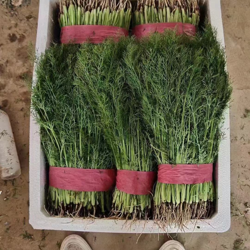 精品茴香优质茴香产地直发按需包装对接商超市场等