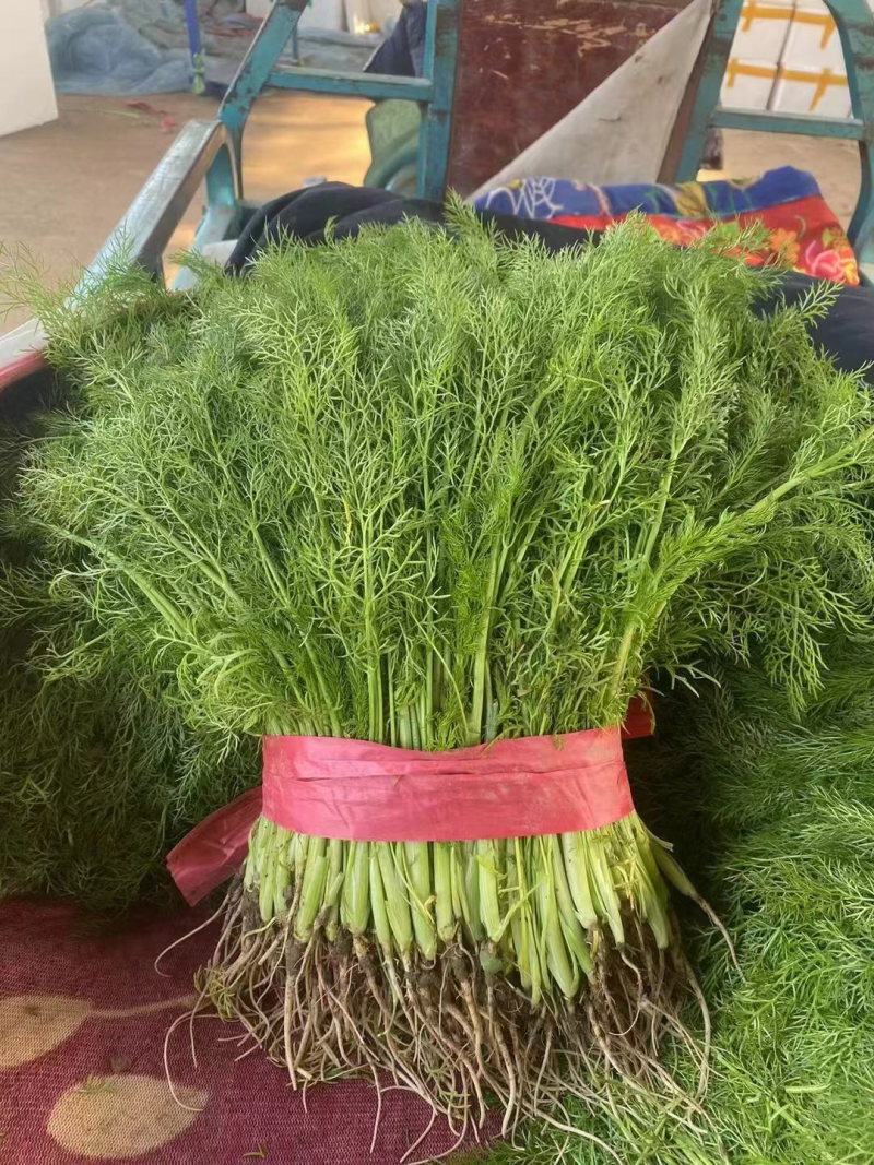 精品茴香优质茴香产地直发按需包装对接商超市场等
